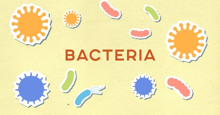 From above of decorative paper appliques with Bacteria title among assorted cells on light background